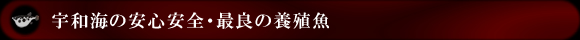 宇和海の安心安全・最良の養殖魚