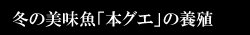 冬の美味魚「本グエ」の養殖